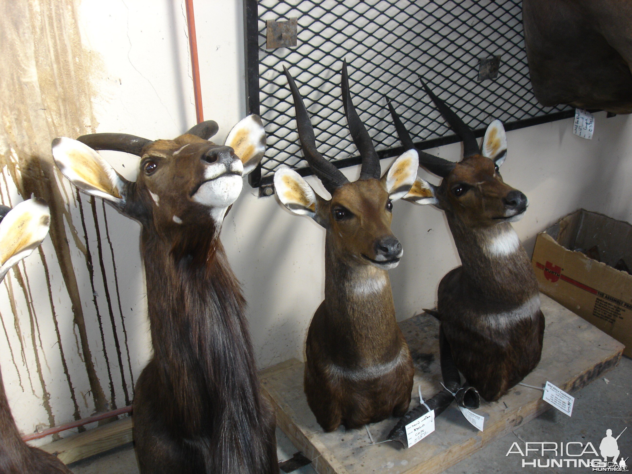 Some 2008 Trophies at Taxidermist