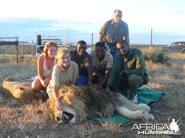 Some of our lions when they are darted