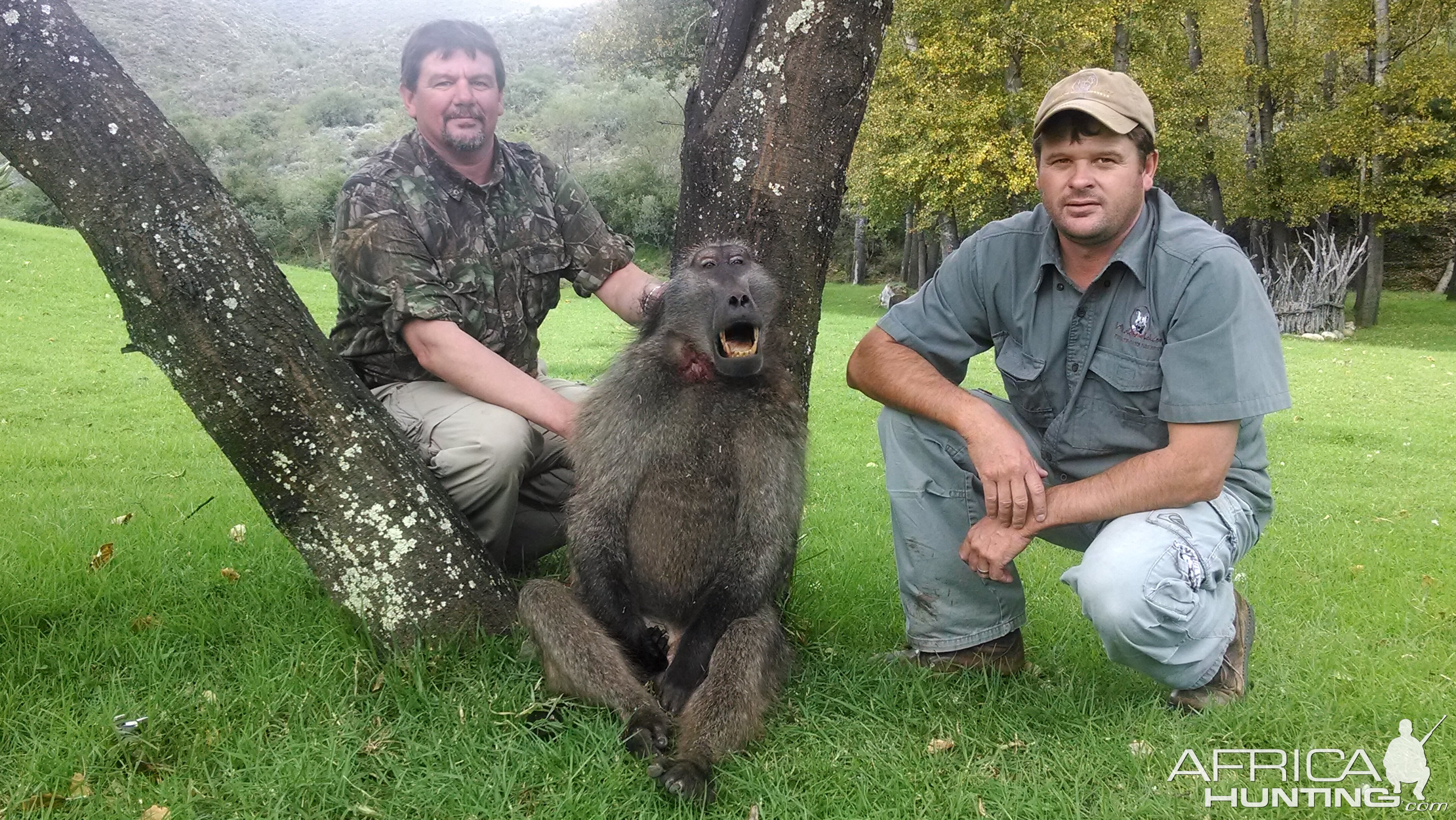 South Africa Baboon Hunt