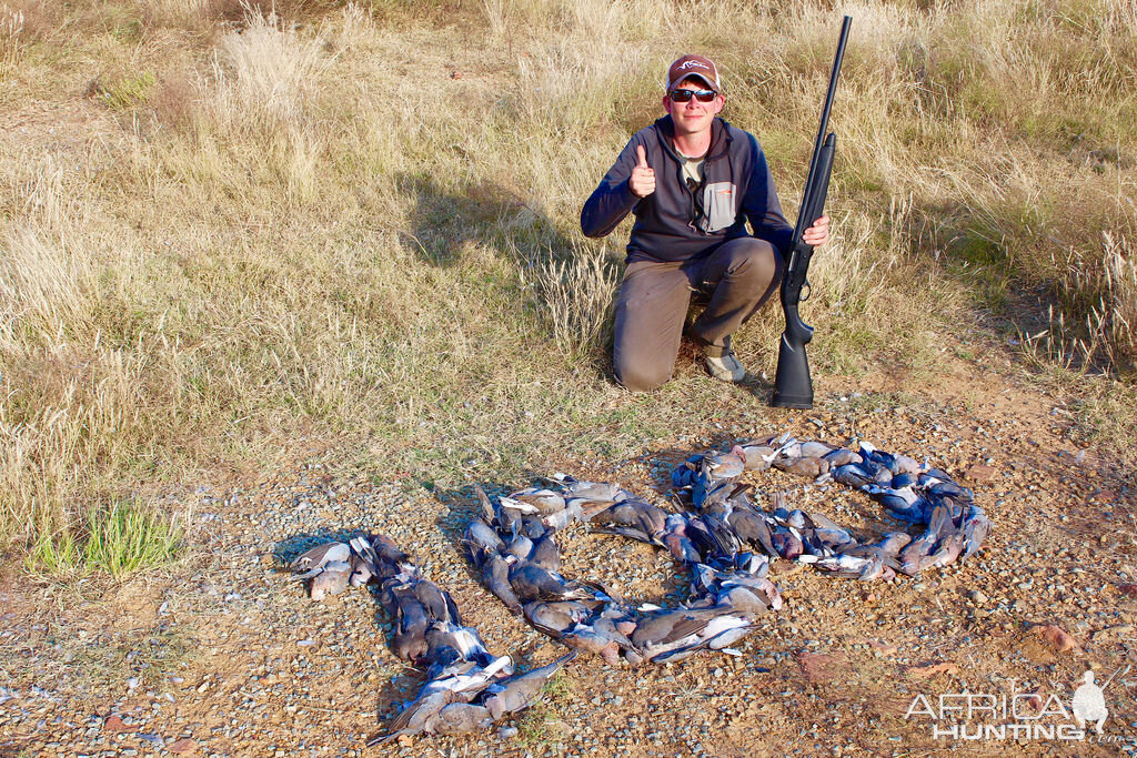 South Africa Bird Hunting Dove & Pigeon