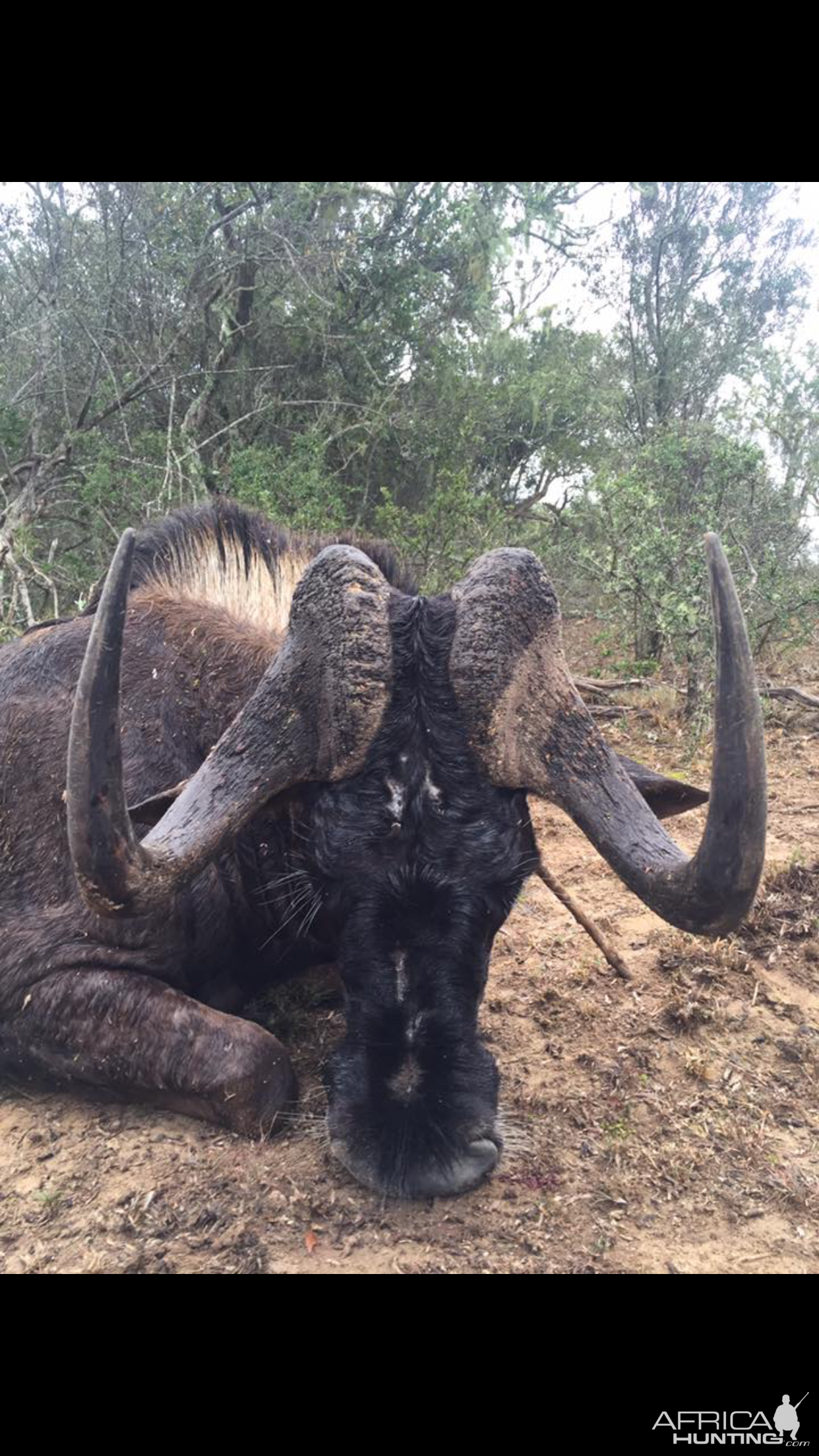 South Africa Black Wildebeest