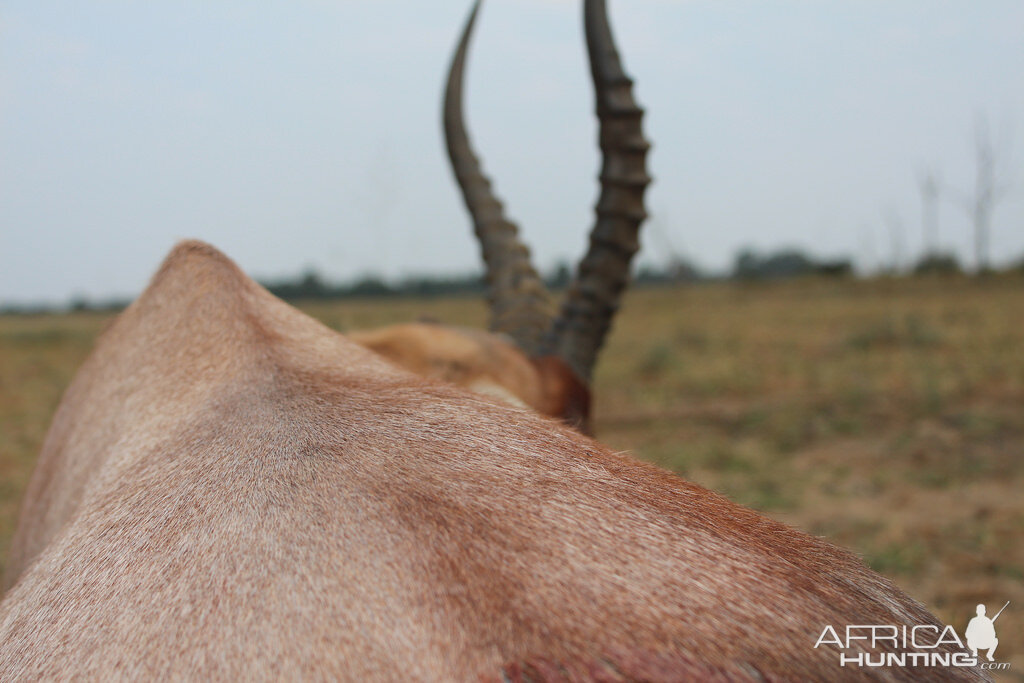 South Africa Blesbok Hunt