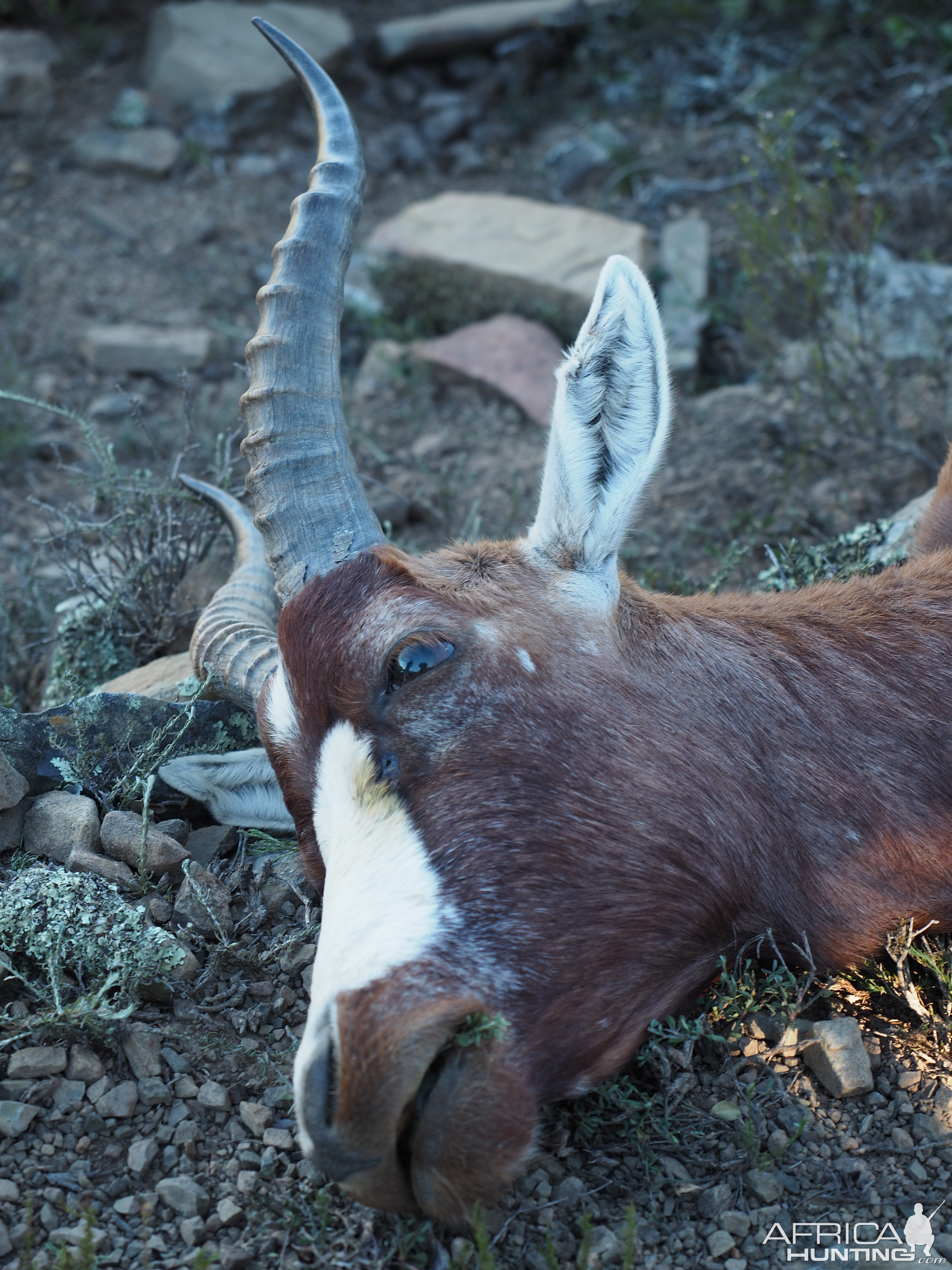 South Africa Blesbok Hunt