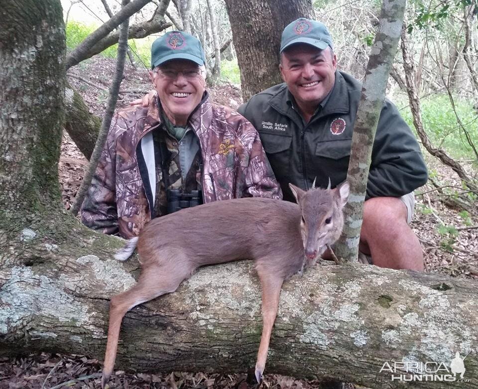 South Africa Blue Duiker Hunt