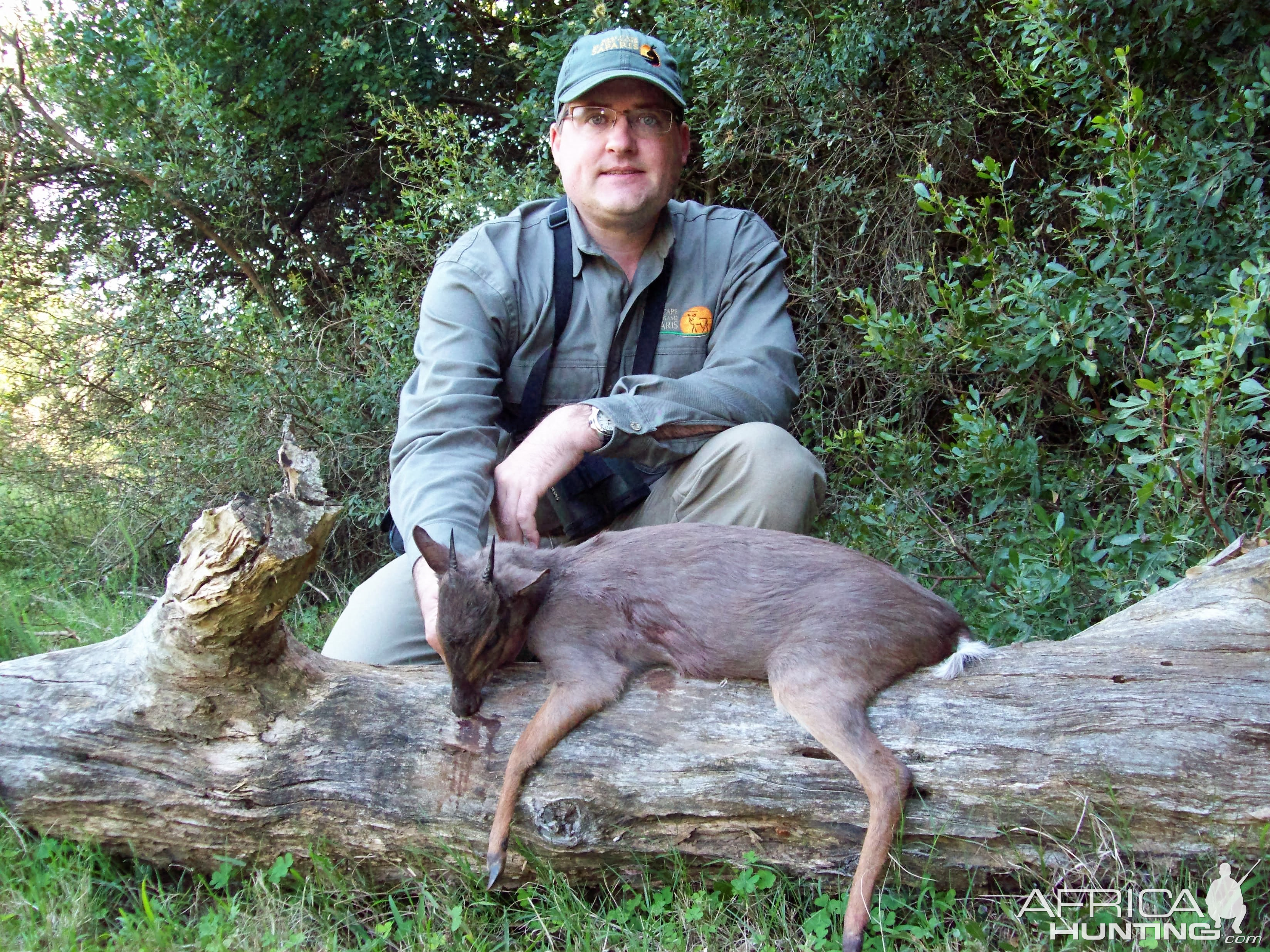 South Africa Blue Duiker