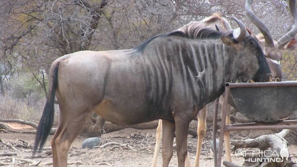 South Africa Blue Wildebeest Bow Hunting