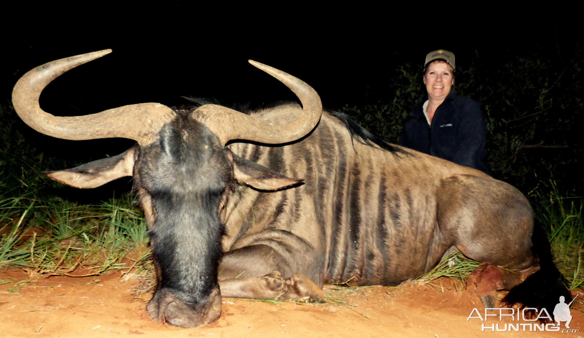 South Africa Blue Wildebeest Hunting