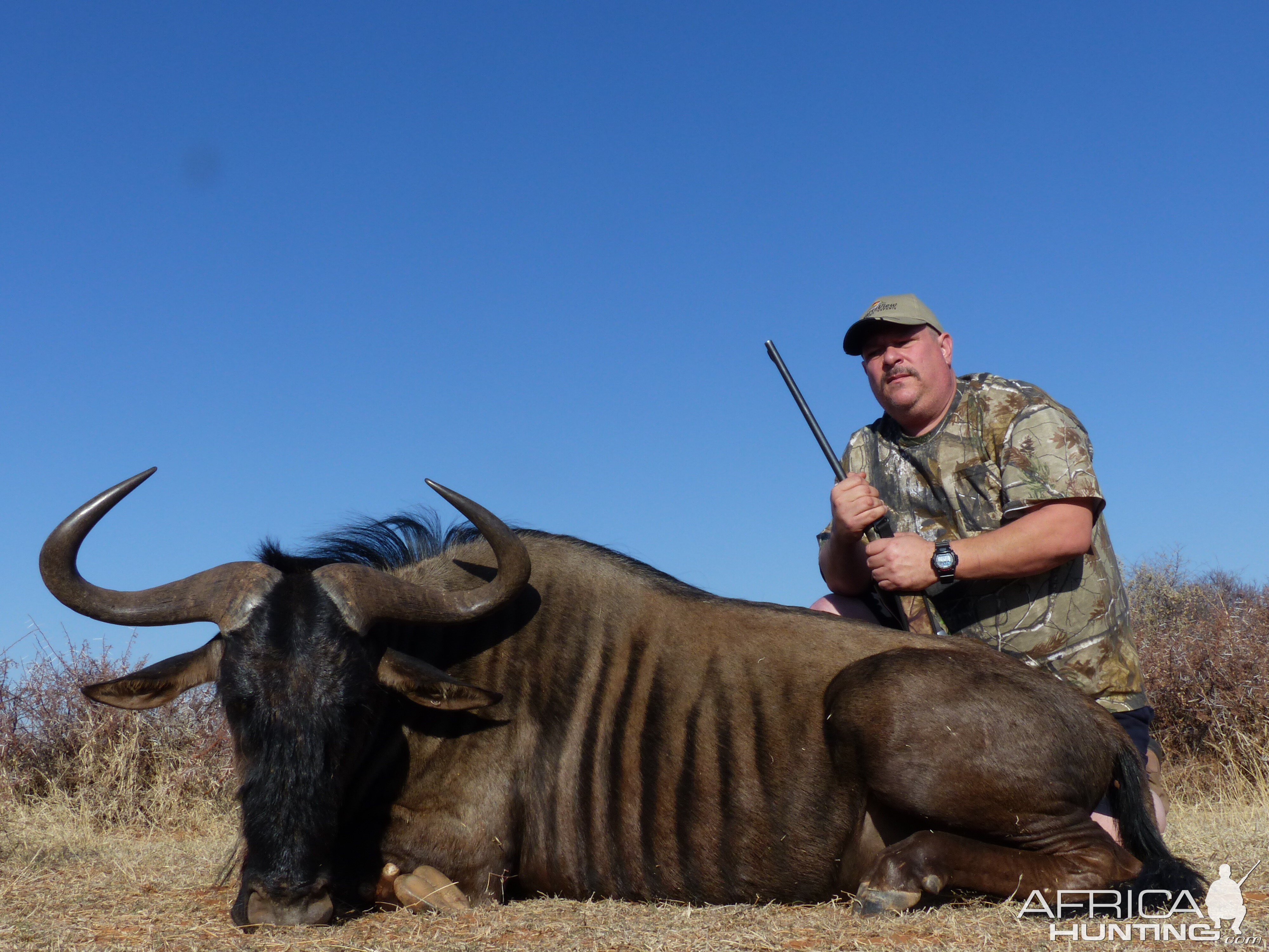 South Africa Blue Wildebeest Hunting