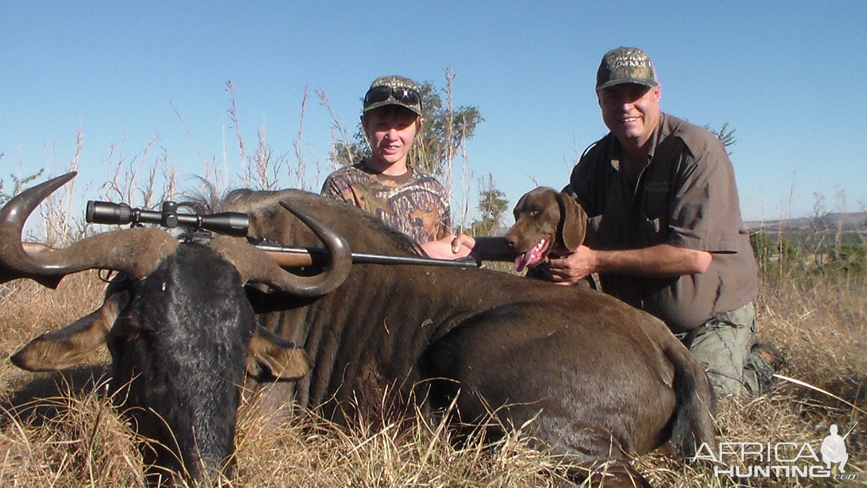 South Africa Blue Wildebeest Hunting