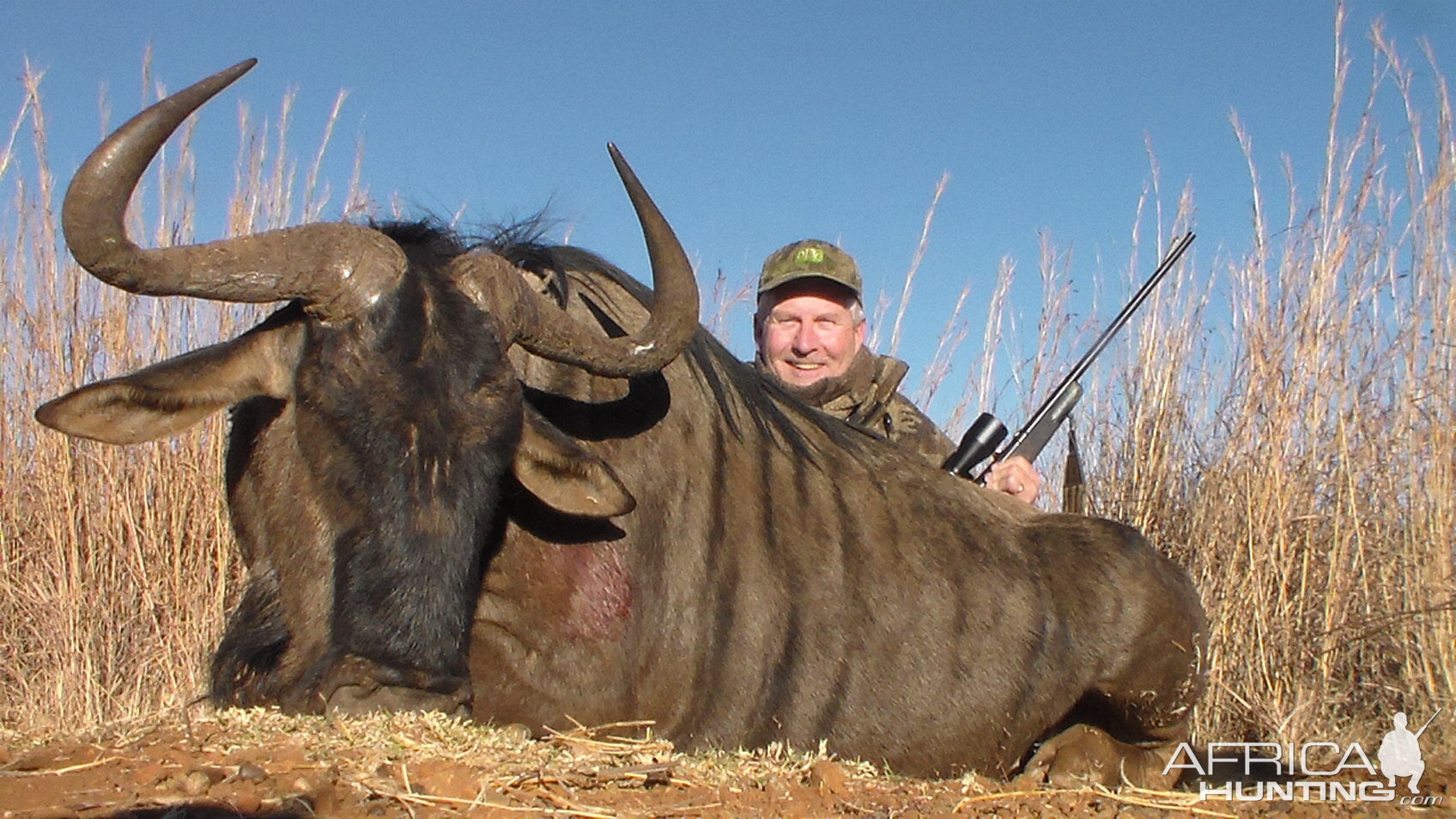 South Africa Blue Wildebeest Hunting