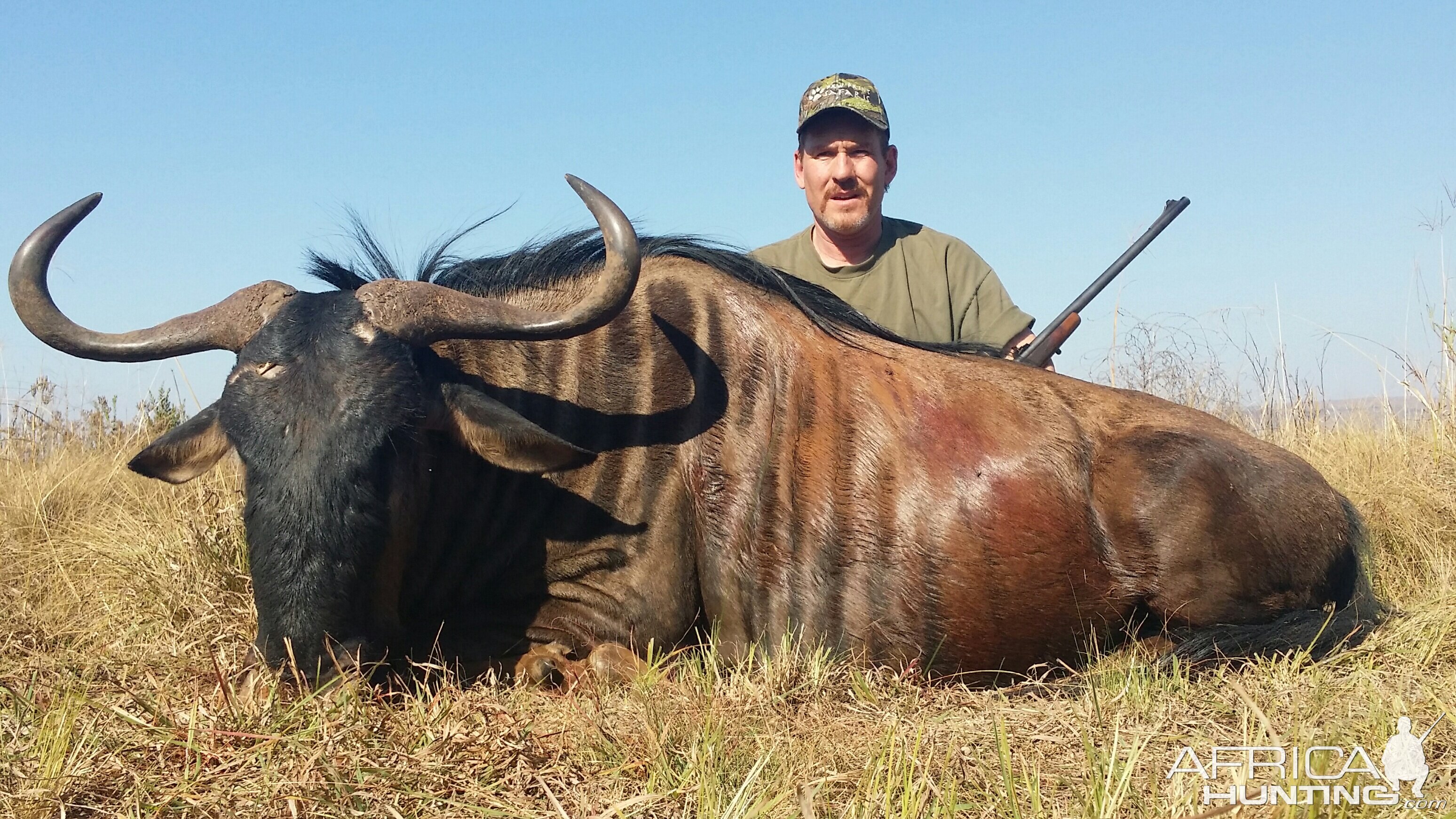 South Africa Blue Wildebeest Hunting