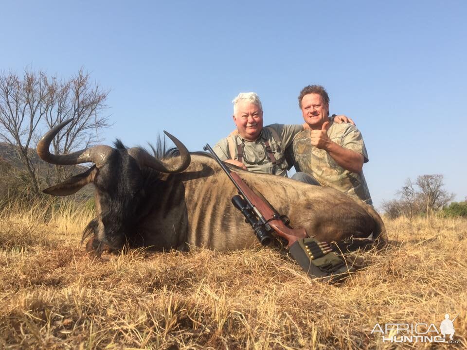 South Africa Blue Wildebeest Hunting