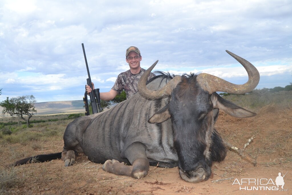 South Africa Blue Wildebeest Hunting