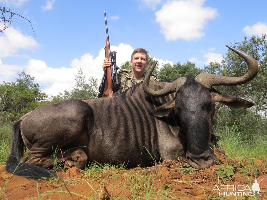 South Africa Blue Wildebeest Hunting