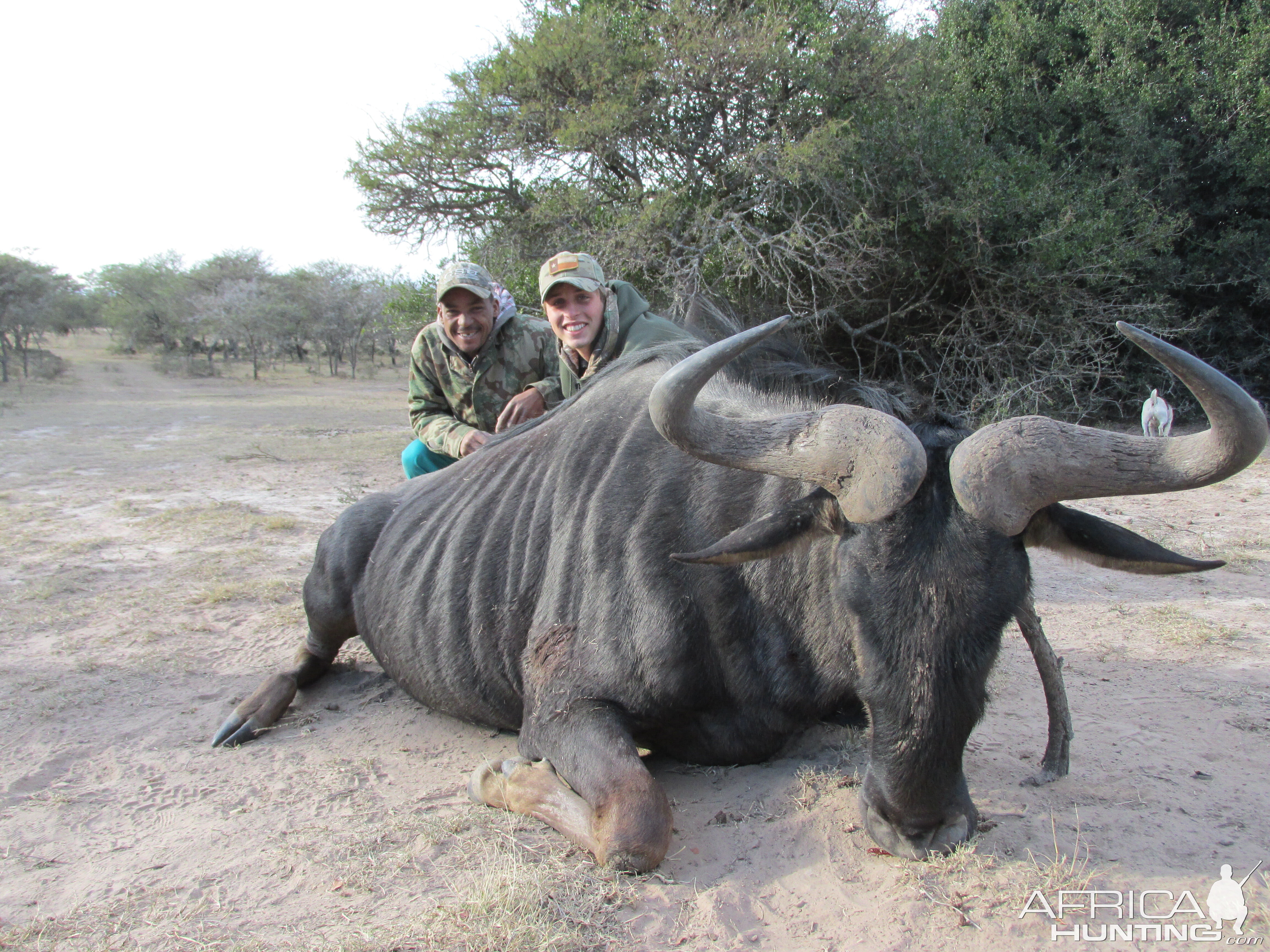 South Africa Blue Wildebeest Hunting