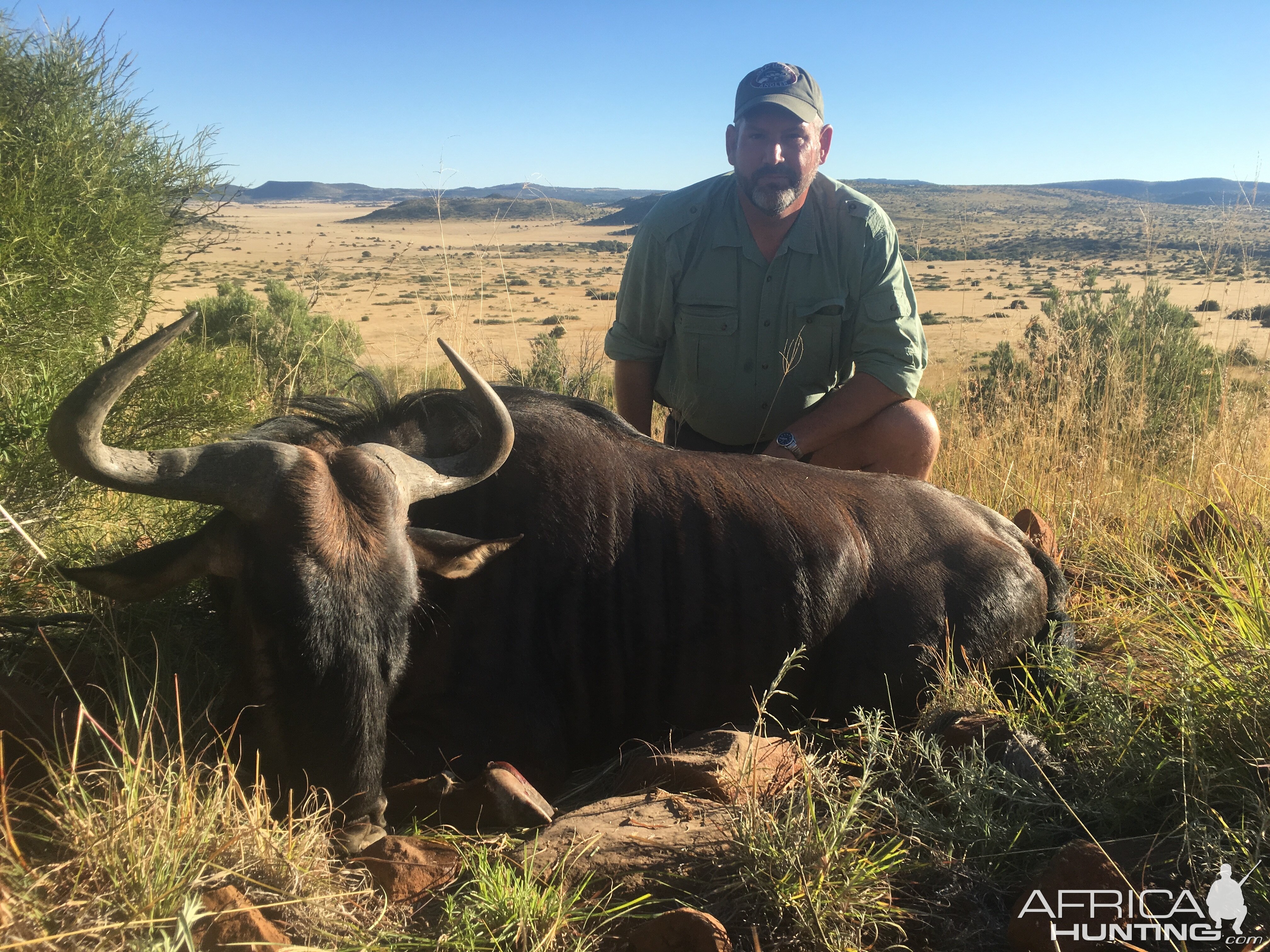 South Africa Blue Wildebeest Hunting