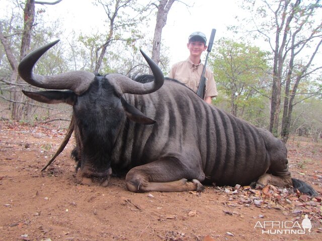 South Africa Blue Wildebeest Hunting