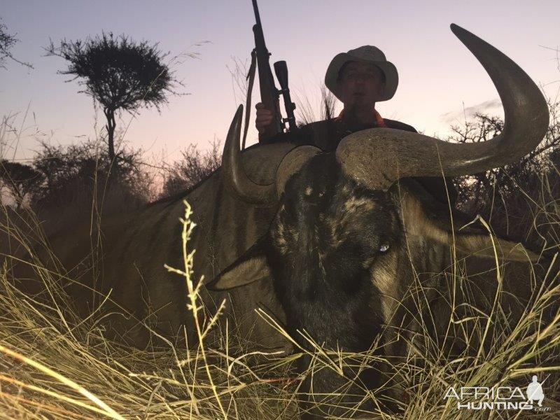 South Africa Blue Wildebeest Hunting