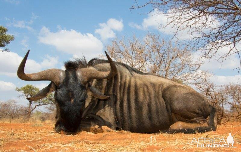 South Africa Blue Wildebeest Hunting