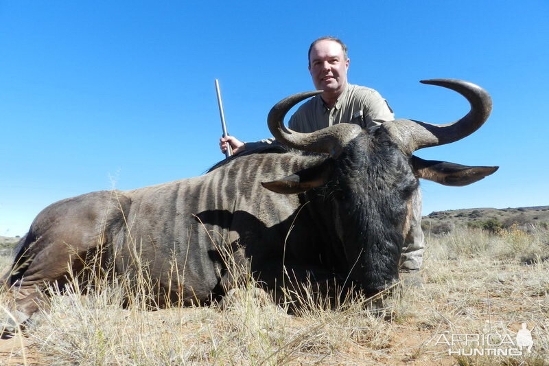 South Africa Blue Wildebeest Hunting