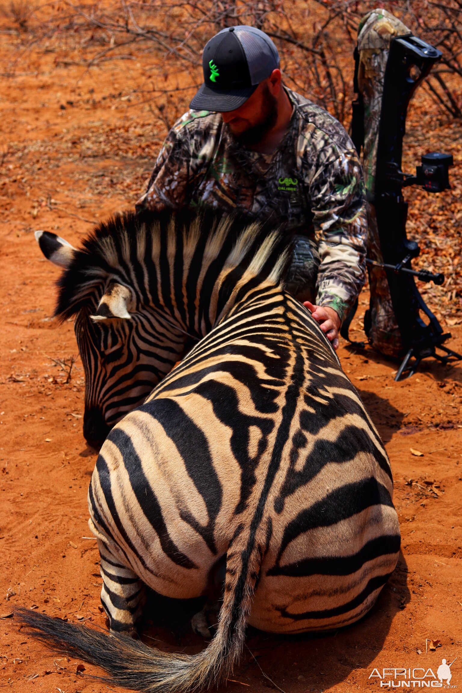 South Africa Bow Hunt Burchell's Plain Zebra