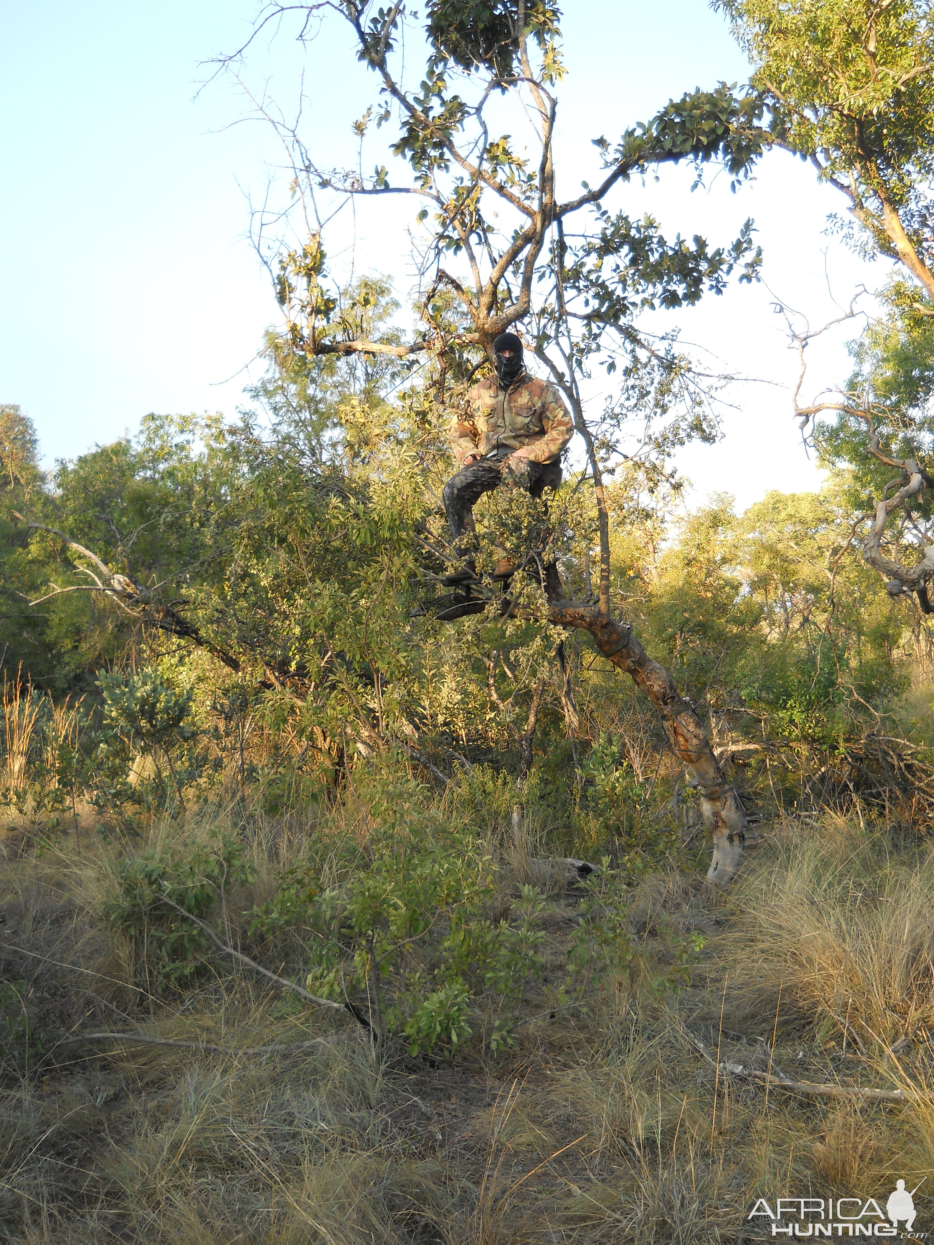 South Africa Bow Hunt Bushpig