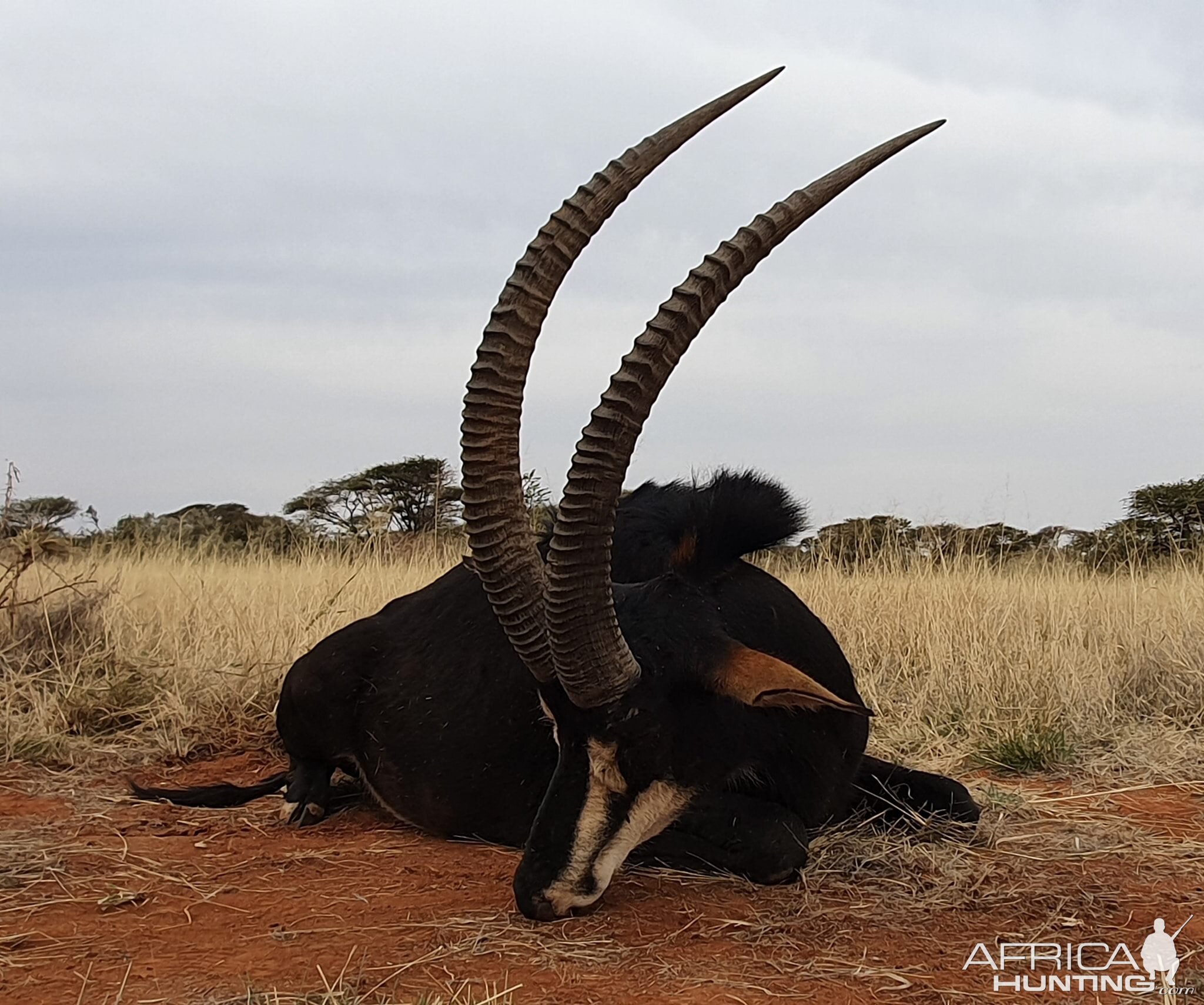 South Africa Bow Hunt Sable Antelope