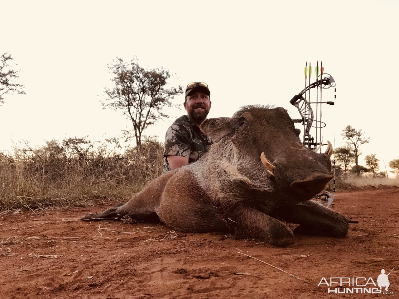 South Africa Bow Hunt Warthog