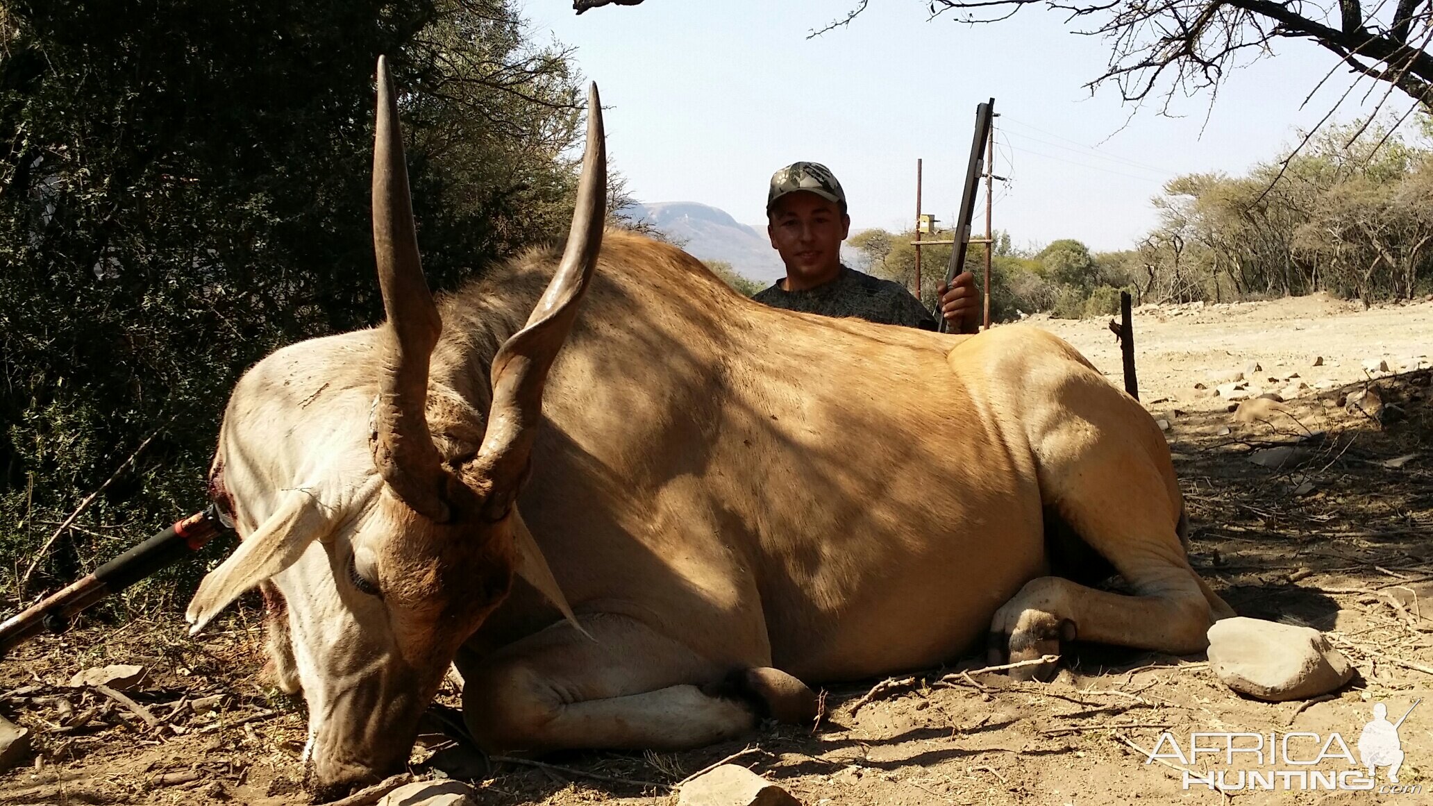 South Africa Bow Hunting Eland