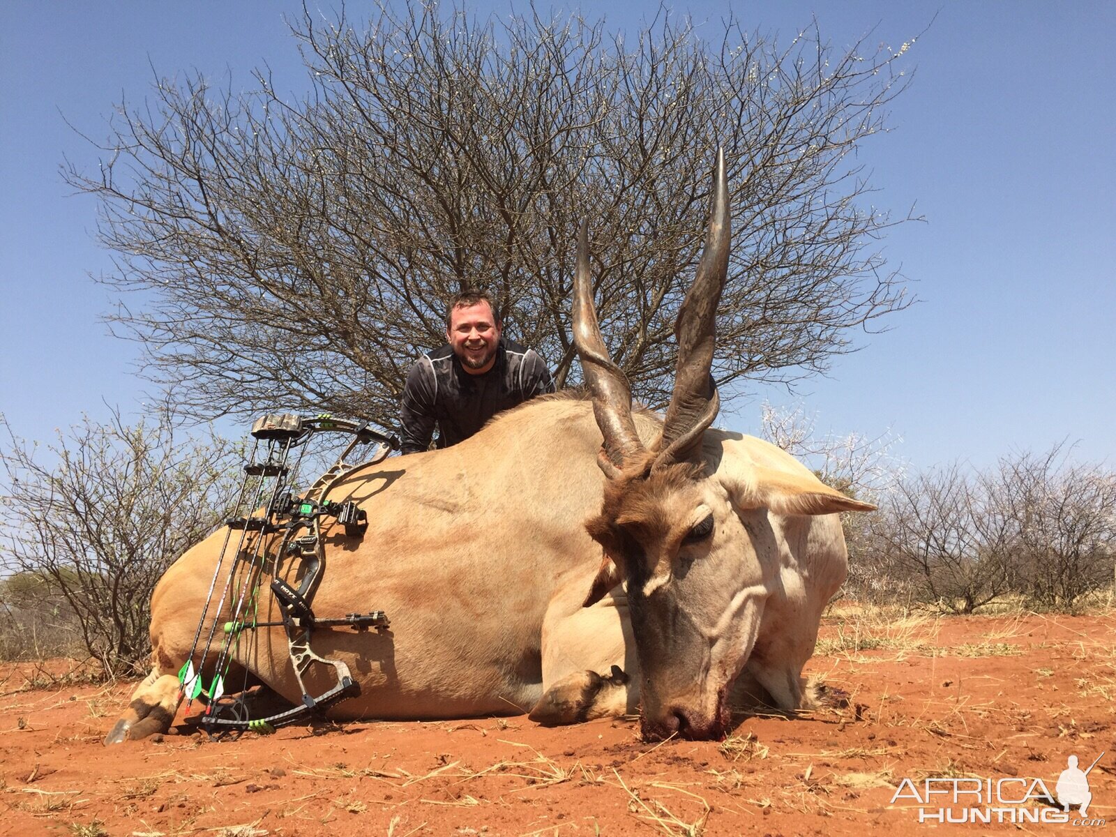 South Africa Bow Hunting Eland
