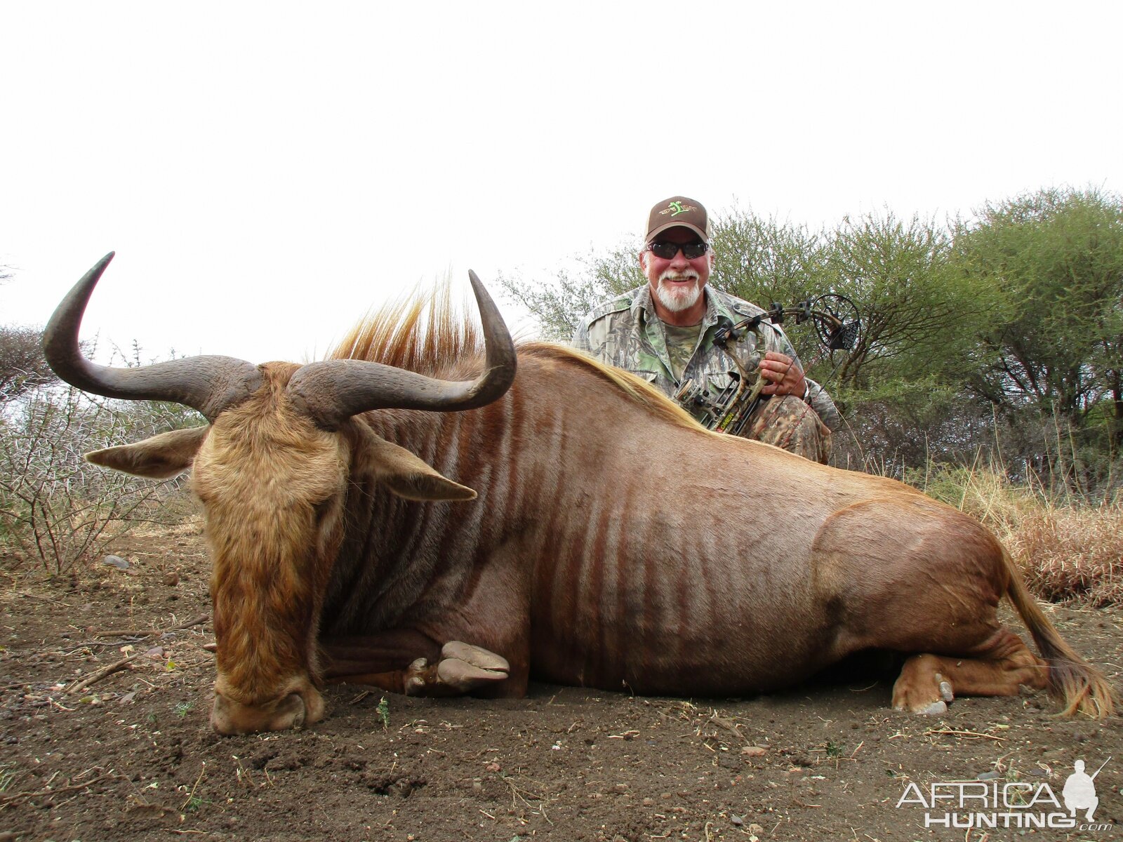 South Africa Bow Hunting Golden Wildebeest
