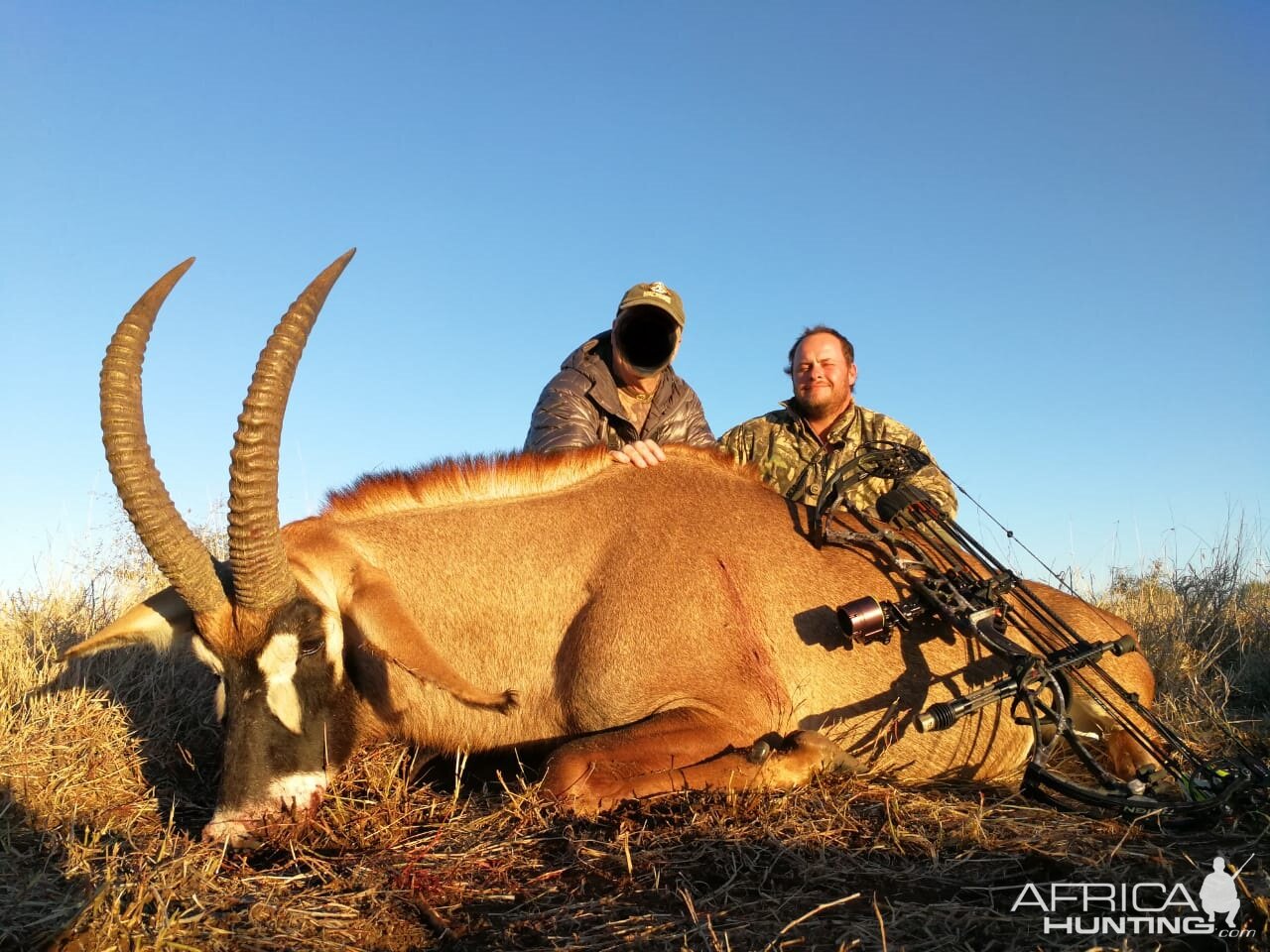 South Africa Bow Hunting Roan