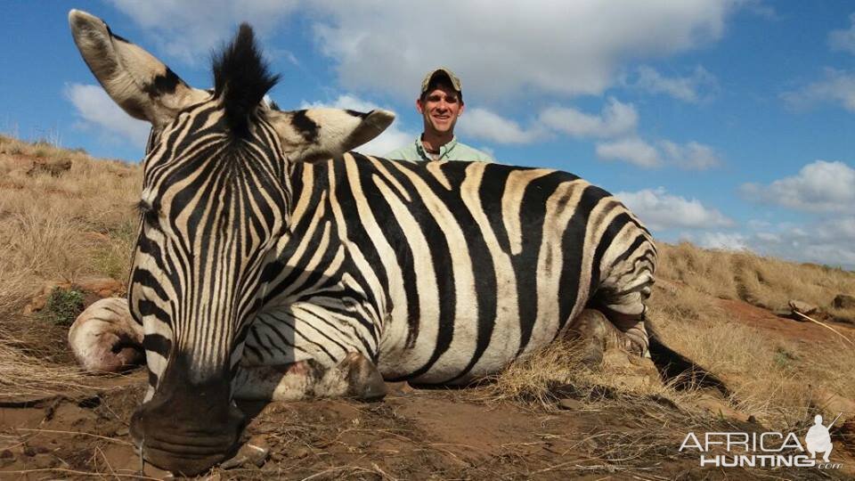 South Africa Burchell's Plain Zebra Hunt