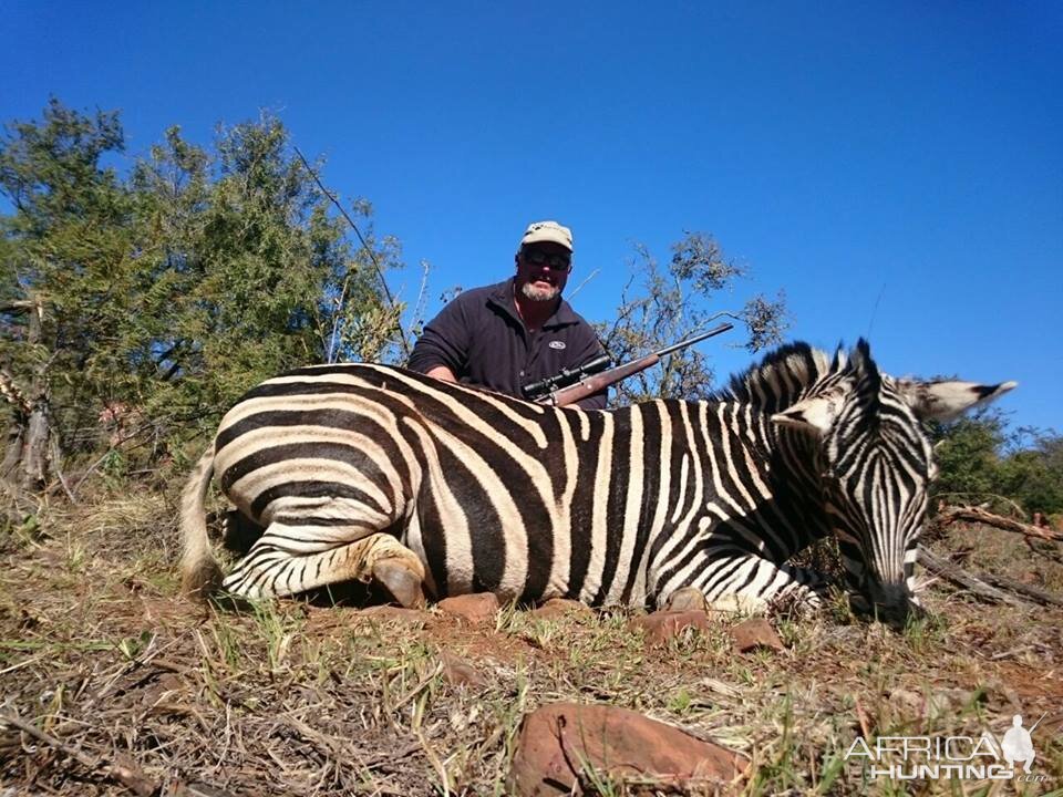 South Africa Burchell's Plain Zebra Hunt