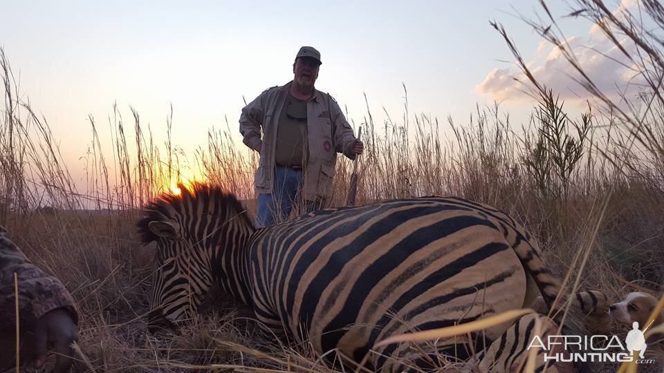 South Africa Burchell's Plain Zebra Hunt