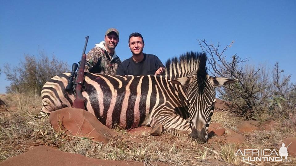 South Africa Burchell's Plain Zebra Hunt