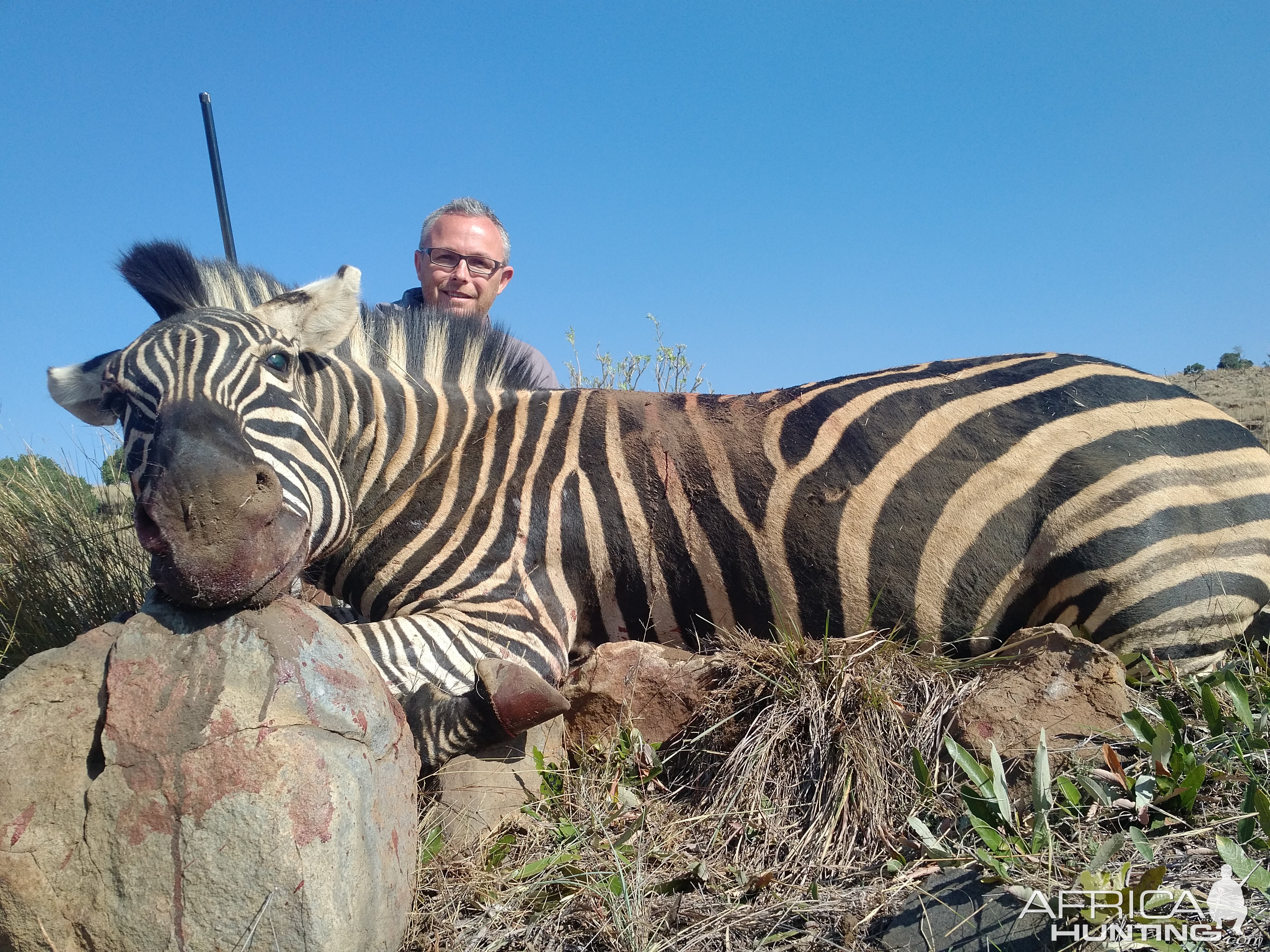 South Africa Burchell's Plain Zebra Hunt