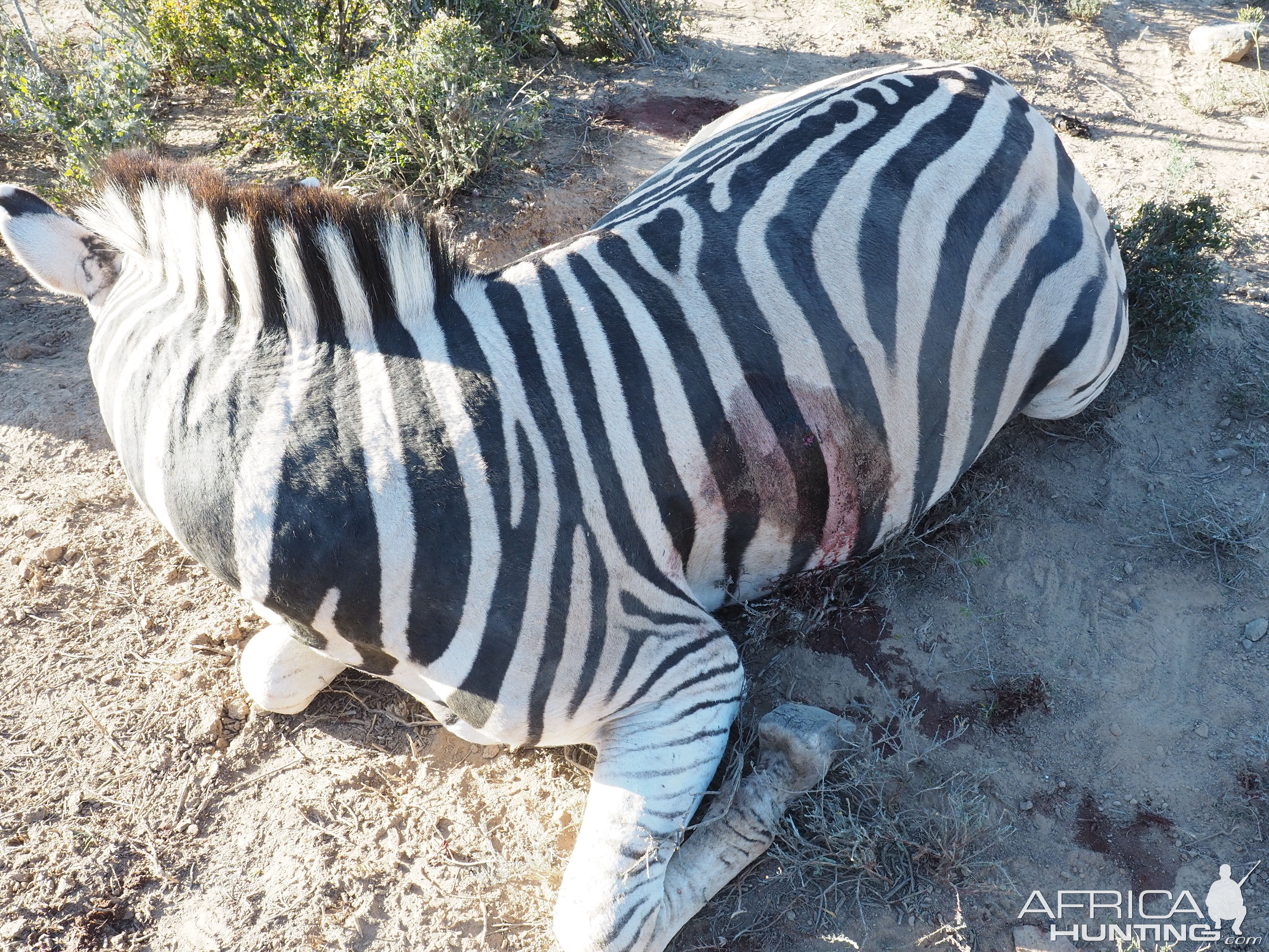 South Africa Burchell's Plain Zebra Hunt