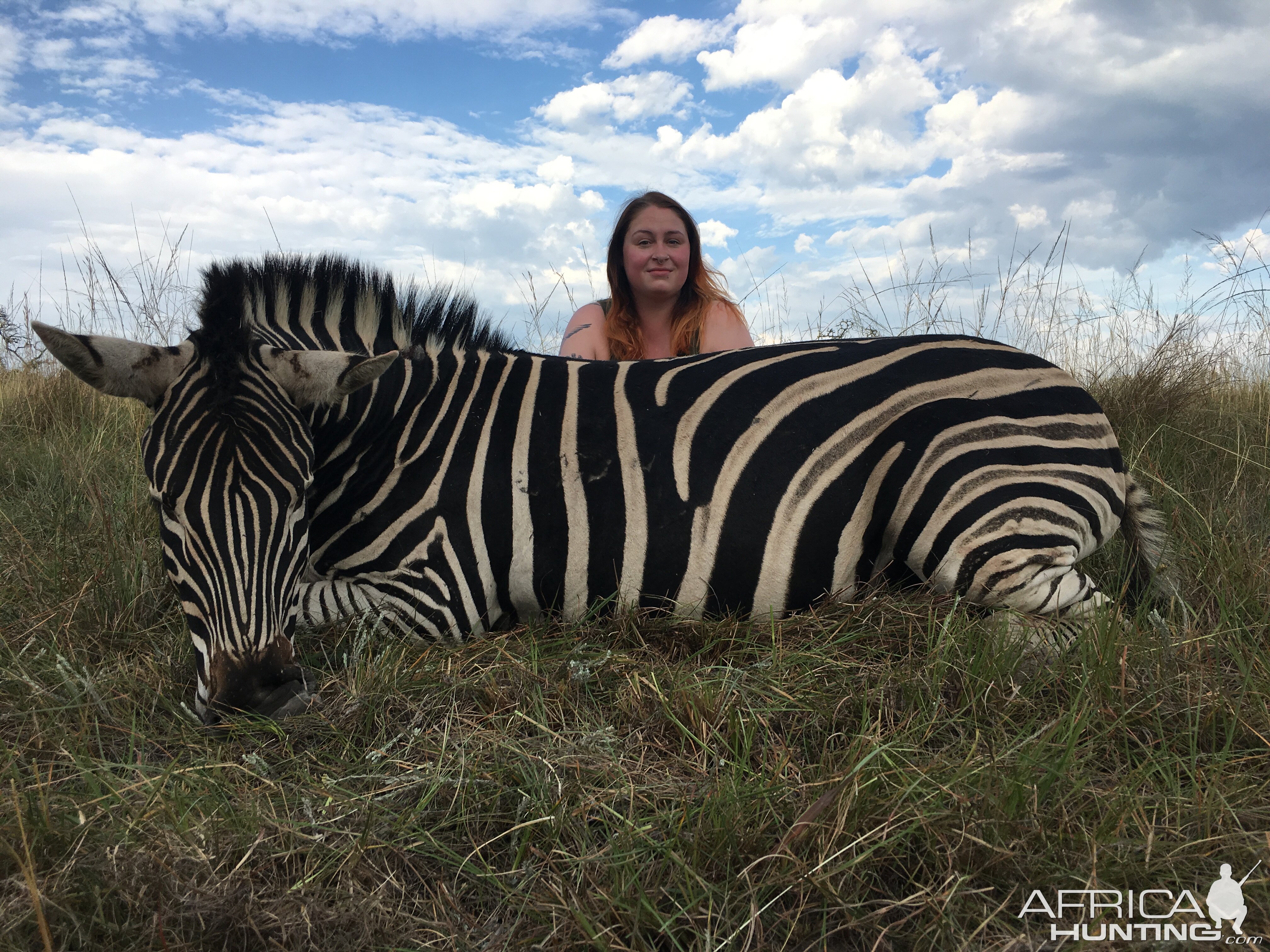 South Africa  Burchell's Plain Zebra Hunting