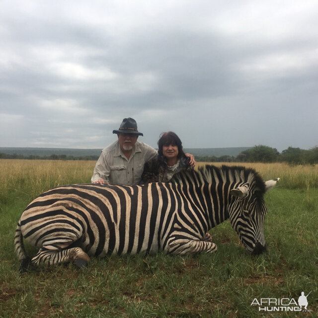 South Africa Burchell's Plain Zebra Hunting