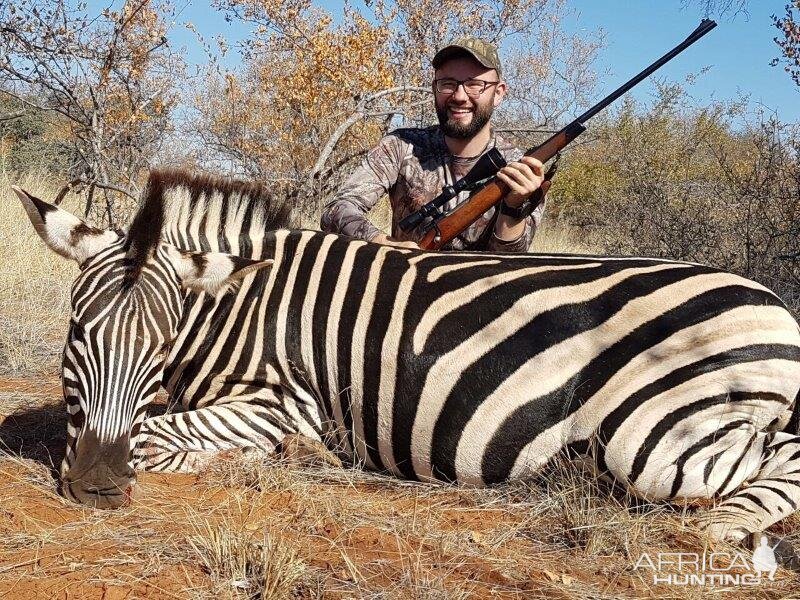 South Africa Burchell's Plain Zebra Hunting