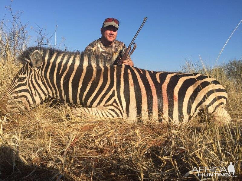 South Africa Burchell's Plain Zebra Hunting