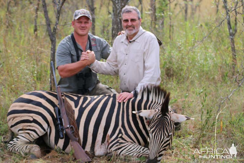 South Africa Burchell's Plain Zebra Hunting