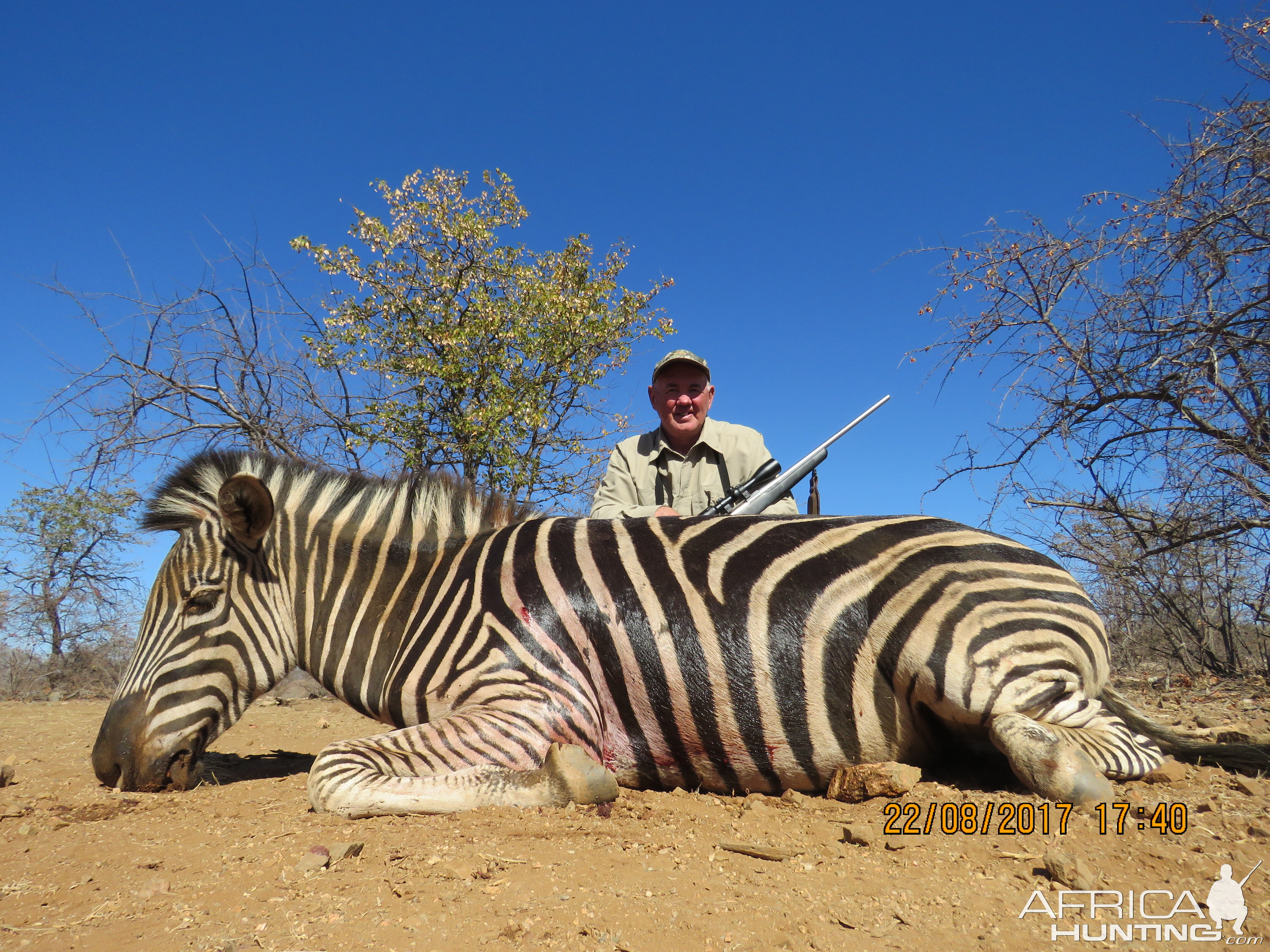 South Africa Burchell's Plain Zebra Hunting