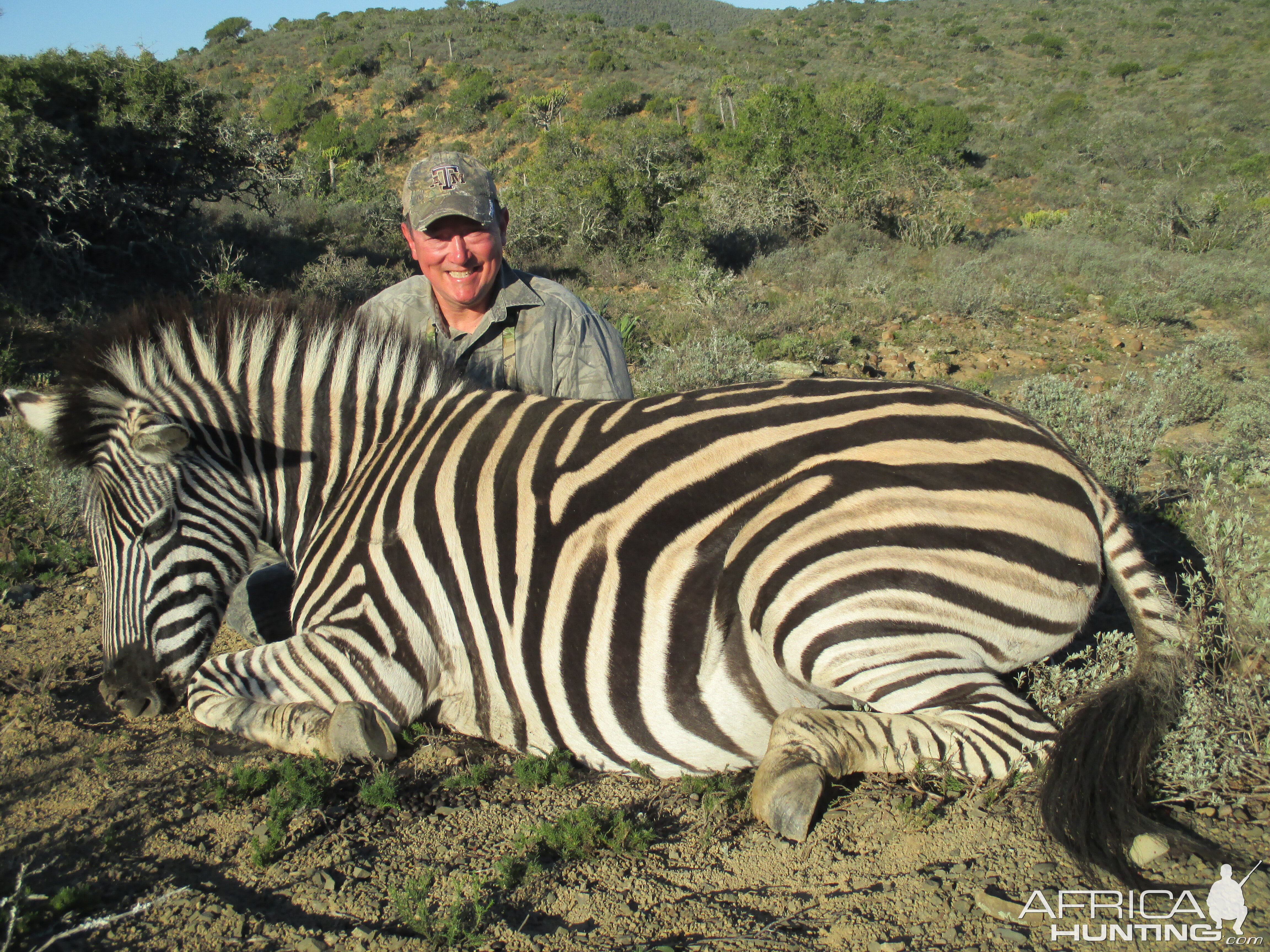 South Africa Burchell's Plain Zebra Hunting