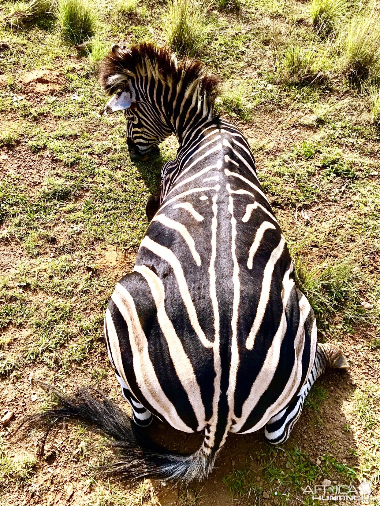 South Africa Burchell's Plain Zebra Hunting