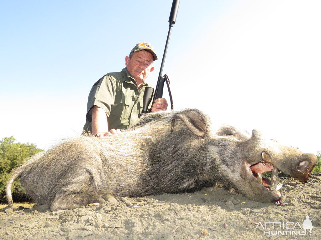 South Africa Bushpig  Hunting