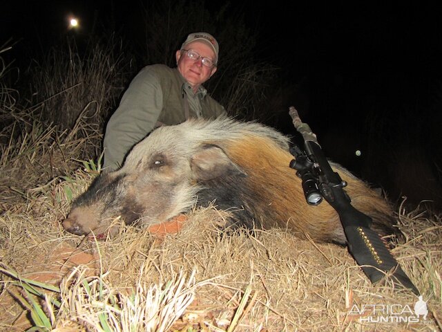 South Africa Bushpig Hunting | AfricaHunting.com