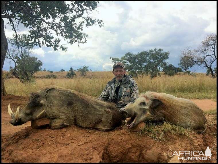 South Africa Bushpig Hunting