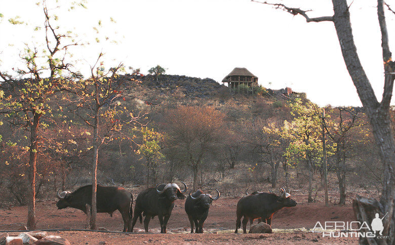 South Africa Cape Buffalo